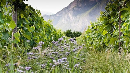 Eine Region, die sich vor allem dank der Teroldego-Traube im Aufschwung befindet.