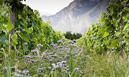 Eine Region, die sich vor allem dank der Teroldego-Traube im Aufschwung befindet.