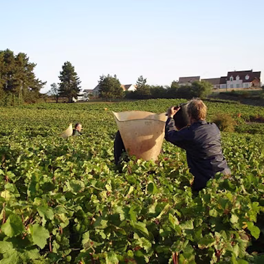 Reife Trauben werden gelesen