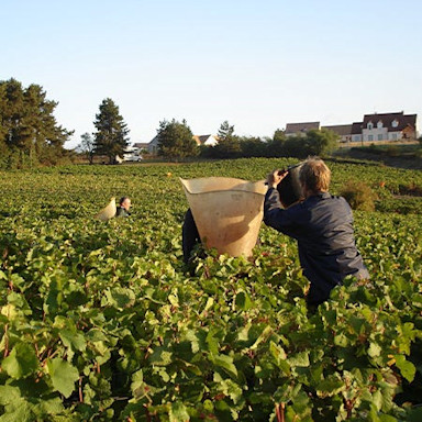 Reife Trauben werden gelesen