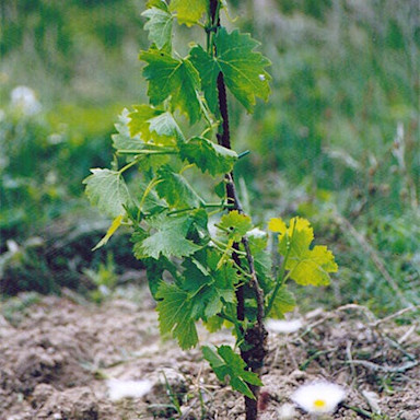 Junge Rebe wächst auf dem Rebberg von Balìa di Zola