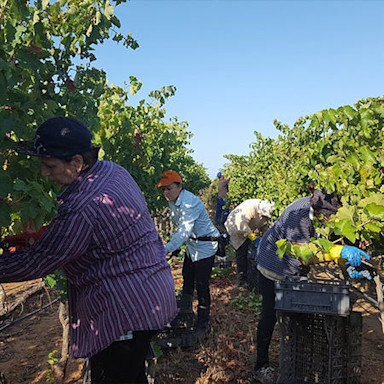 Erntehelfer lesen die reifen Trauben auf dem Weingut Conti Zecca