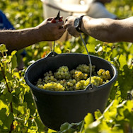Weisse Trauben werden auf dem Weingut La Chablisienne gelesen