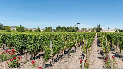 Im grössten zusammenhängenden Anbaugebiet der Welt wachsen einige der legendärsten Tropfen.