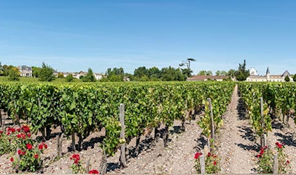 Im grössten zusammenhängenden Anbaugebiet der Welt wachsen einige der legendärsten Tropfen.