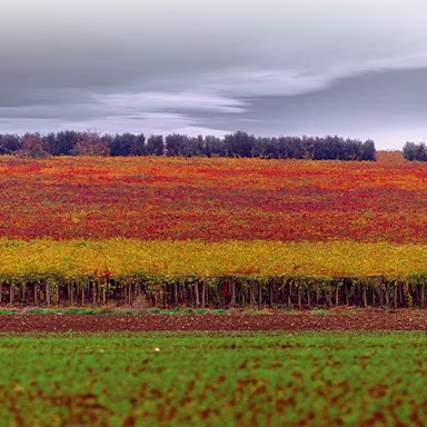 Herbstliche Stimmung über den Rebflächen der Tenuta Borgo di Colloredo