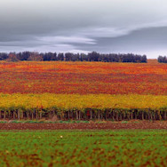 Herbstliche Stimmung über den Rebflächen der Tenuta Borgo di Colloredo