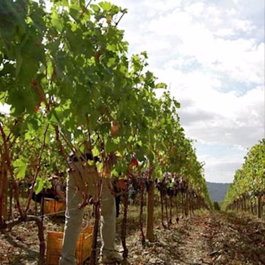 Rebstöcke des Weinguts Podere Poggio Scalette