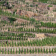 Steinige Reblagen, welche zum Weingut Vidal-Fleury gehören
