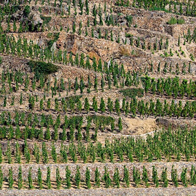 Steinige Reblagen, welche zum Weingut Vidal-Fleury gehören