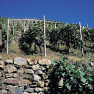Blick auf einen Rebberg des Weinguts Plozza, welche alle mit einer Trockensteinmauer gehalten werden