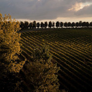 Gewitterwolken über den Rebbergen der Tenuta Tignanello