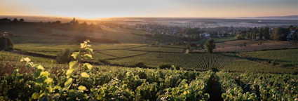Abendstimmung über den Rebbergen der Domaines Famille Picard im Burgund