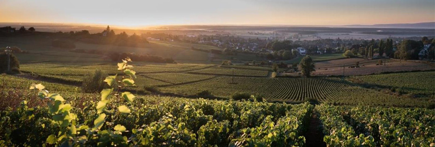 Abendstimmung über den Rebbergen der Domaines Famille Picard im Burgund