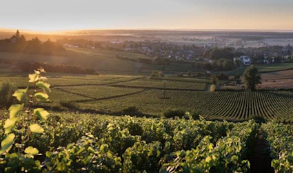 Abendstimmung über den Rebbergen der Domaines Famille Picard im Burgund