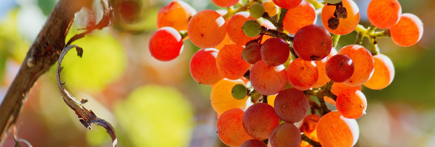 Reife Gewürztraminer Trauben