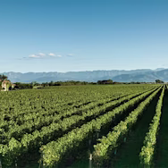Blauer Himmel über die Weinberge von Nonino