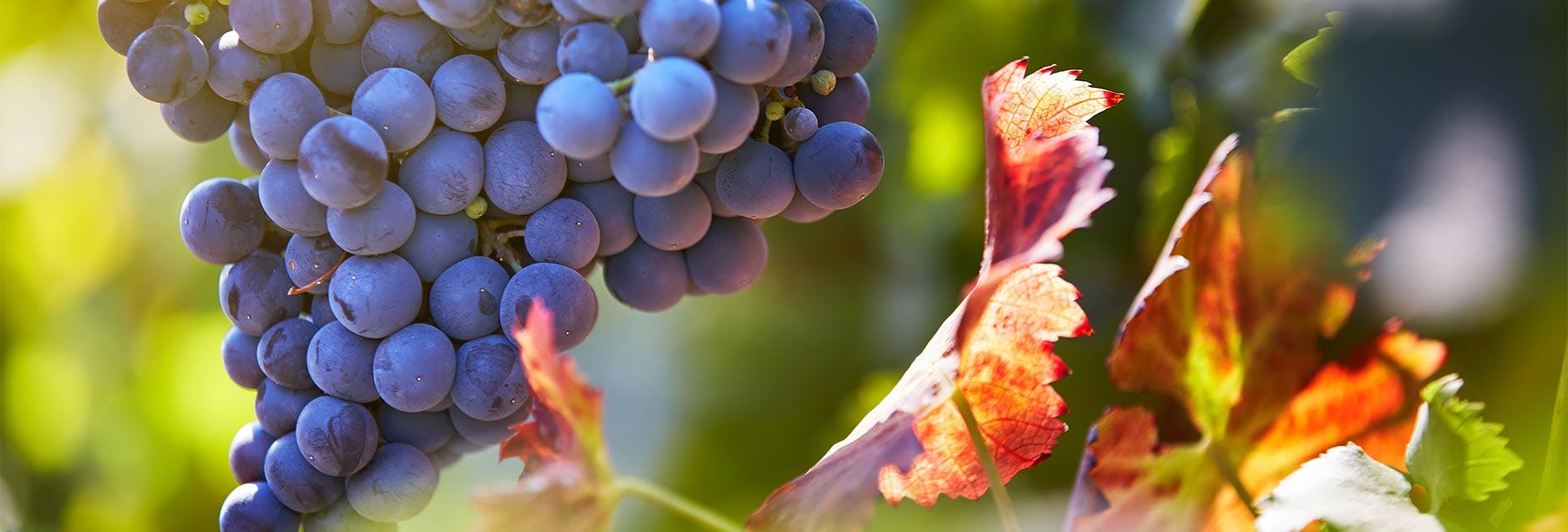 Shiraz oder auch Syrah bringt kräftige Weine mit sich und braucht viel Wärme