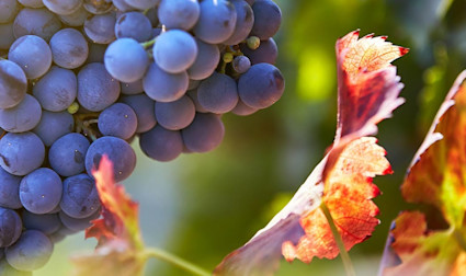 Shiraz oder auch Syrah bringt kräftige Weine mit sich und braucht viel Wärme