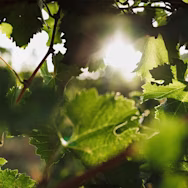 Letzte Sonnenstrahlen in den Rebbergen von Cotarella