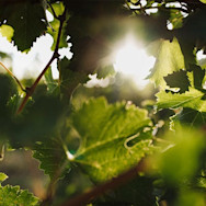 Letzte Sonnenstrahlen in den Rebbergen von Cotarella