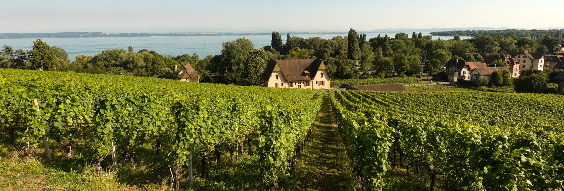 Wunderschöne Rebberge entlang des Neuenburgersees