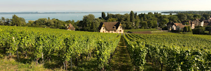 Wunderschöne Rebberge entlang des Neuenburgersees
