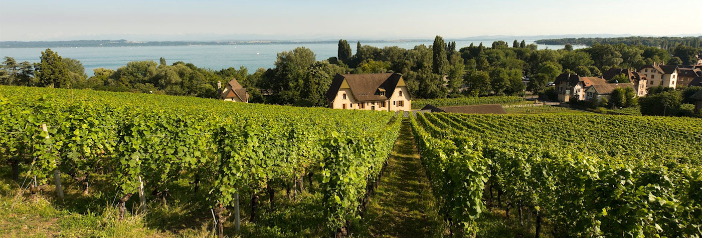 Wunderschöne Rebberge entlang des Neuenburgersees