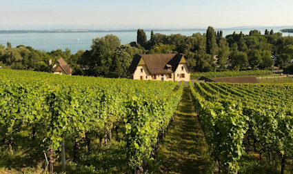 Wunderschöne Rebberge entlang des Neuenburgersees