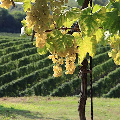 Die Glera Traube wird durch die Sonne fertig gereift