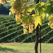 Die Glera Traube wird durch die Sonne fertig gereift