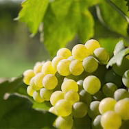 Reife weisse Trauben, bereit für die Vinifikation