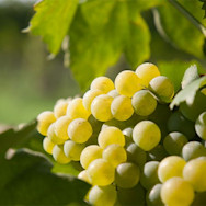 Reife weisse Trauben, bereit für die Vinifikation