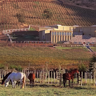 Pferde gehören auf dem Weingut Haras de Pirque dazu