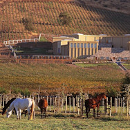 Pferde gehören auf dem Weingut Haras de Pirque dazu