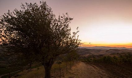 Ein wahres Eldorado für Entdecker: Einheimisches und Internationales gedeiht bestens.