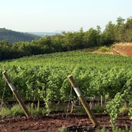 Saftig grüne Rebstöcke der Tenuta Aldobrandesca in der Toskana