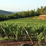 Saftig grüne Rebstöcke der Tenuta Aldobrandesca in der Toskana