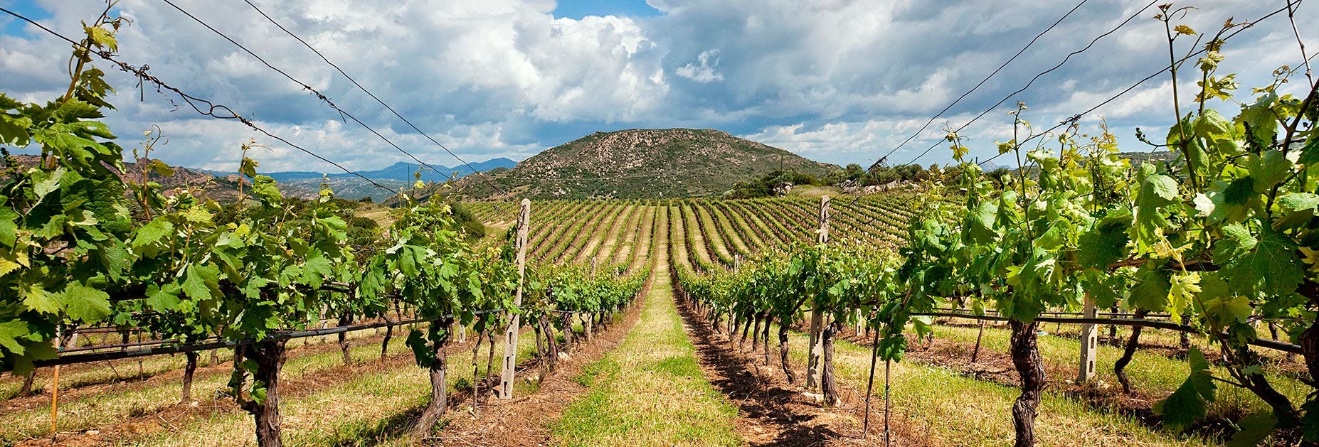 Zwischen den Rebzeilen stehend mit Blick in Richtung Berge und unzähligen Rebstöcken