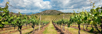 Zwischen den Rebzeilen stehend mit Blick in Richtung Berge und unzähligen Rebstöcken