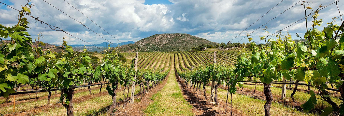 Zwischen den Rebzeilen stehend mit Blick in Richtung Berge und unzähligen Rebstöcken