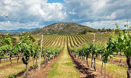 Zwischen den Rebzeilen stehend mit Blick in Richtung Berge und unzähligen Rebstöcken