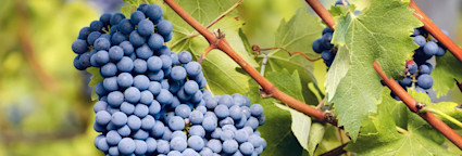 Reife Nebbiolotrauben aus dem Piemont