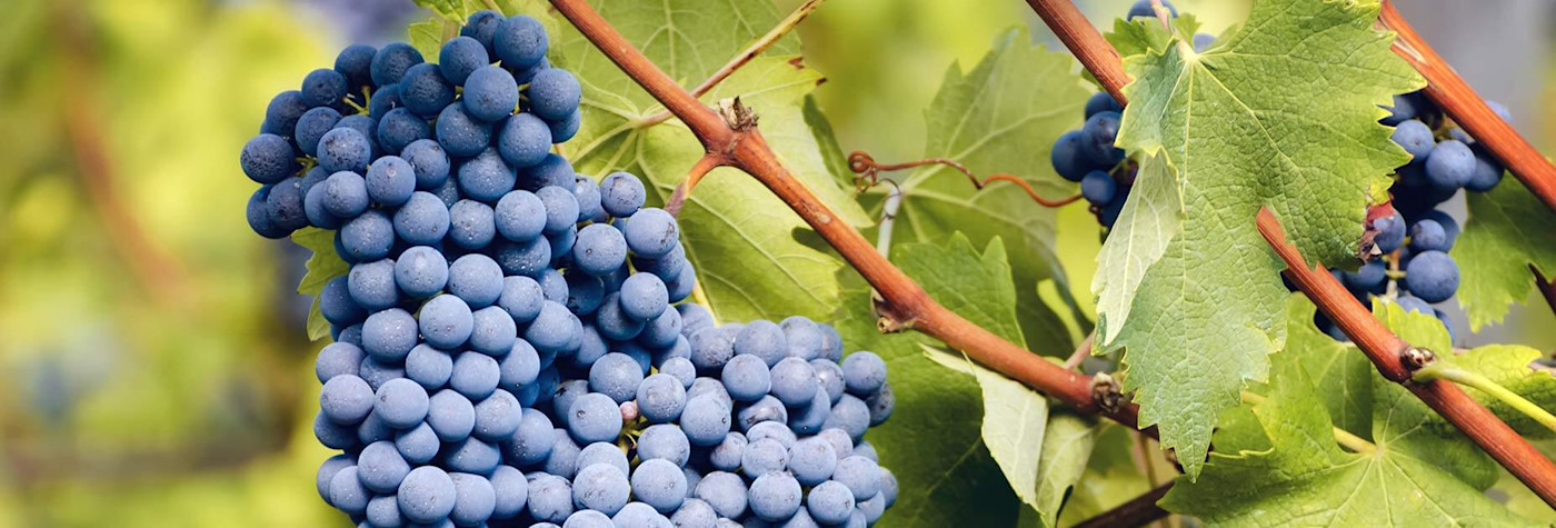 Reife Nebbiolotrauben aus dem Piemont