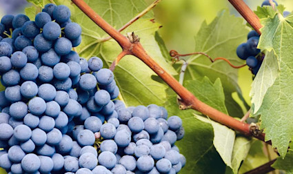 Reife Nebbiolotrauben aus dem Piemont