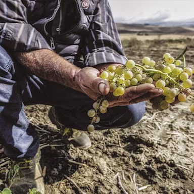 Geerntete Weisse Trauben