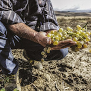 Geerntete Weisse Trauben