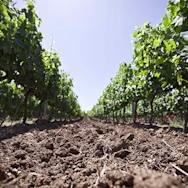 Lehmboden zwischen den Rebzeilen der Tenuta Pian delle Vigne
