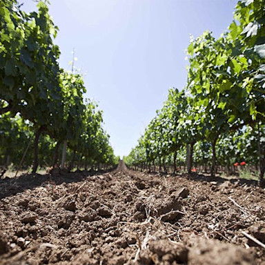 Lehmboden zwischen den Rebzeilen der Tenuta Pian delle Vigne