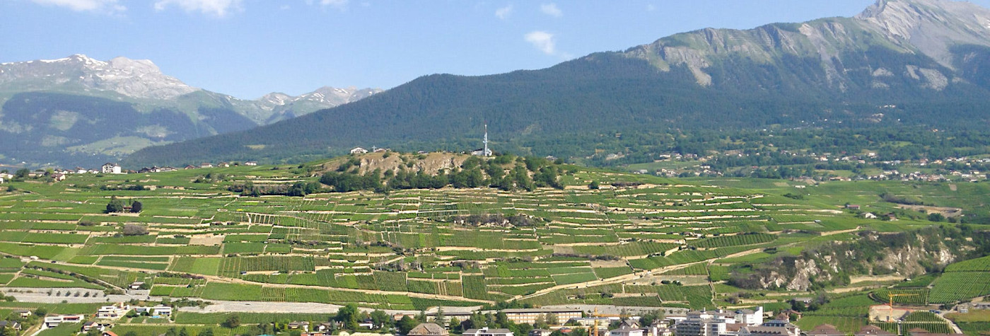 Rebberge im Wallis so weit das Auge reicht